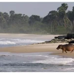 gabonun-sorfculeri-ormandan-okyanusa-22-agustos-cumartesi-saat-20-00de-national-geographic-wild-ekranlarinda-izleyicilerle-bulusuyor.jpg