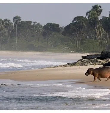 gabonun-sorfculeri-ormandan-okyanusa-22-agustos-cumartesi-saat-20-00de-national-geographic-wild-ekranlarinda-izleyicilerle-bulusuyor.jpg