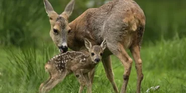yeni-vahsi-nesil-hayata-ilk-adim-30-agustos-pazar-saat-20-00de-national-geographic-wildda.jpg