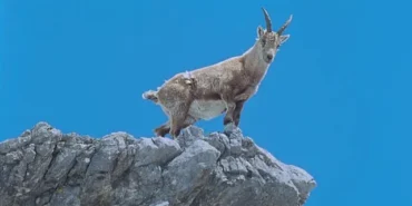 4-bolumluk-almanyanin-buyulu-daglari-5-ve-12-eylul-cumartesi-saat-21-00de-iki-bolum-art-arda-national-geographic-wild-ekranlarinda.jpg