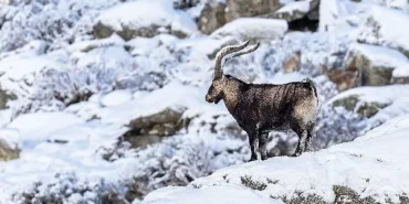 gredos-daglarin-krali-26-eylul-cumartesi-saat-19-00da-national-geographic-wild-ekranlarinda.jpg