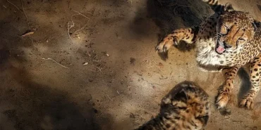 safarinin-gizli-dunyasi-6-eylul-pazar-saat-20-00de-iki-bolum-art-arda-national-geographic-wild-ekranlarinda.jpg