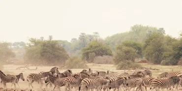 sinematik-gorselligiyle-buyuleyecek-olan-vahsi-doganin-tozu-27-eylul-pazar-saat-20-00de-national-geographic-wild-ekranlarinda-izleyicilerle-bulusuyor.jpg
