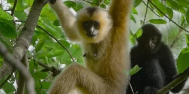 3-bolumden-olusan-yagmur-ormanlarinin-sesi-29-ekim-persembe-saat-20-00de-national-geographic-wild-ekranlarinda-izleyicilerle-bulusuyor.jpg