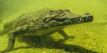 okavangonun-vahsi-timsahlari-4-ekim-pazar-saat-20-00de-national-geographic-wild-ekranlarinda.jpg