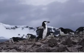 penguen-dunyasi-7-ekim-carsamba-saat-20-00de-national-geographic-wild-ekranlarinda.jpg